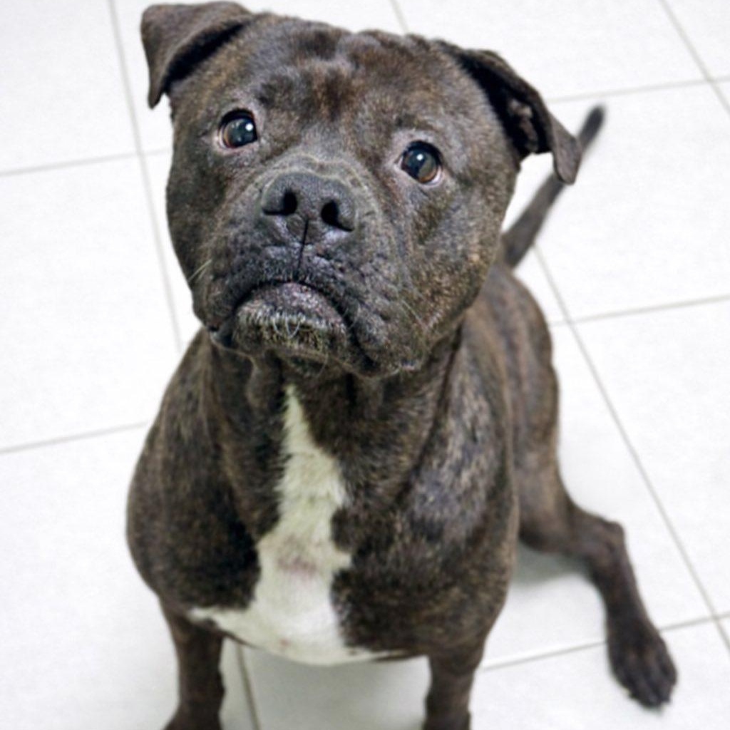 Enlarge Teddy Bear, a ADOPTABLE mixed breed in Battle Creek, MI image 1/1