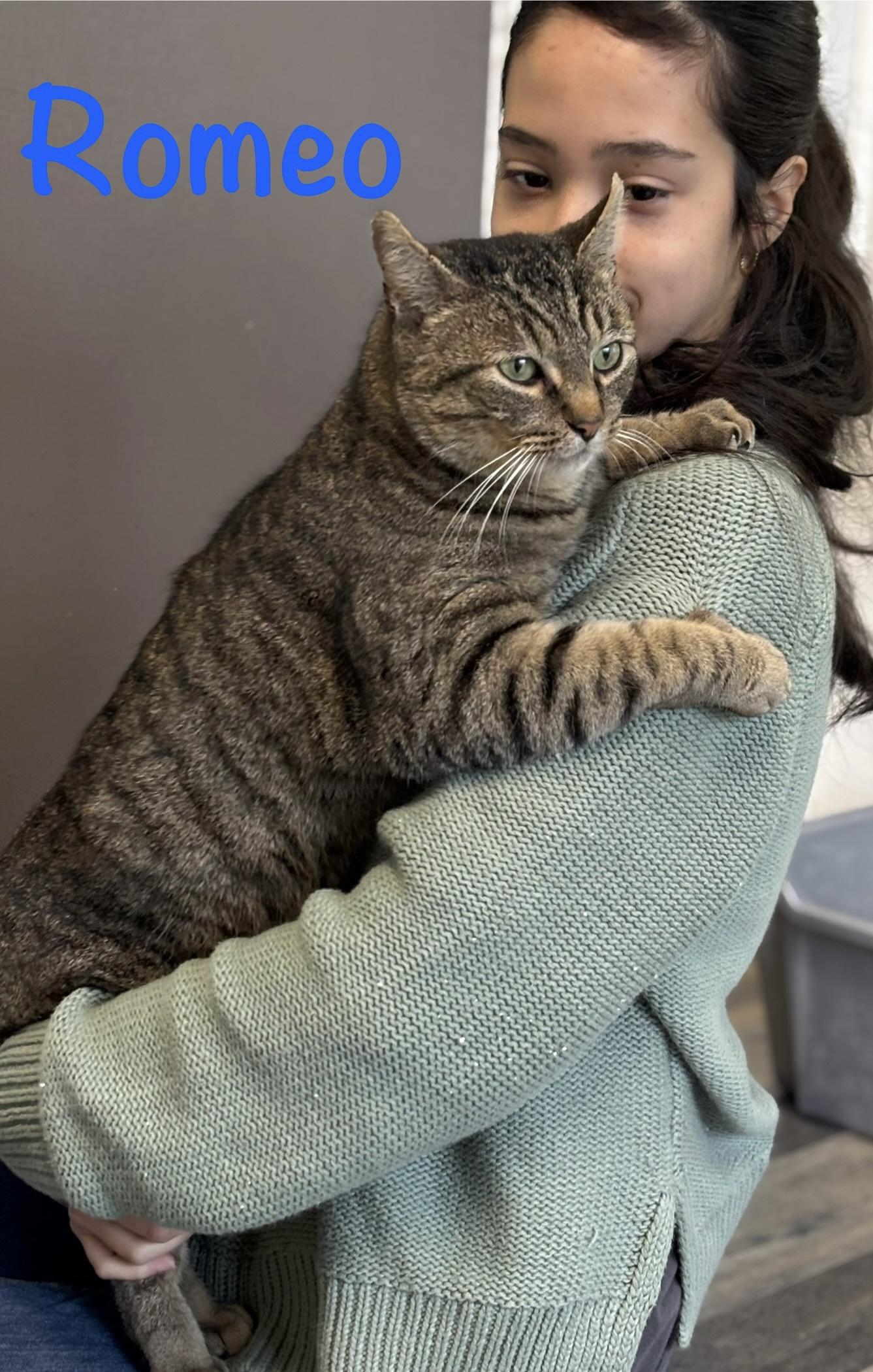 Romeo, Adoptable, Adult Male Tabby.