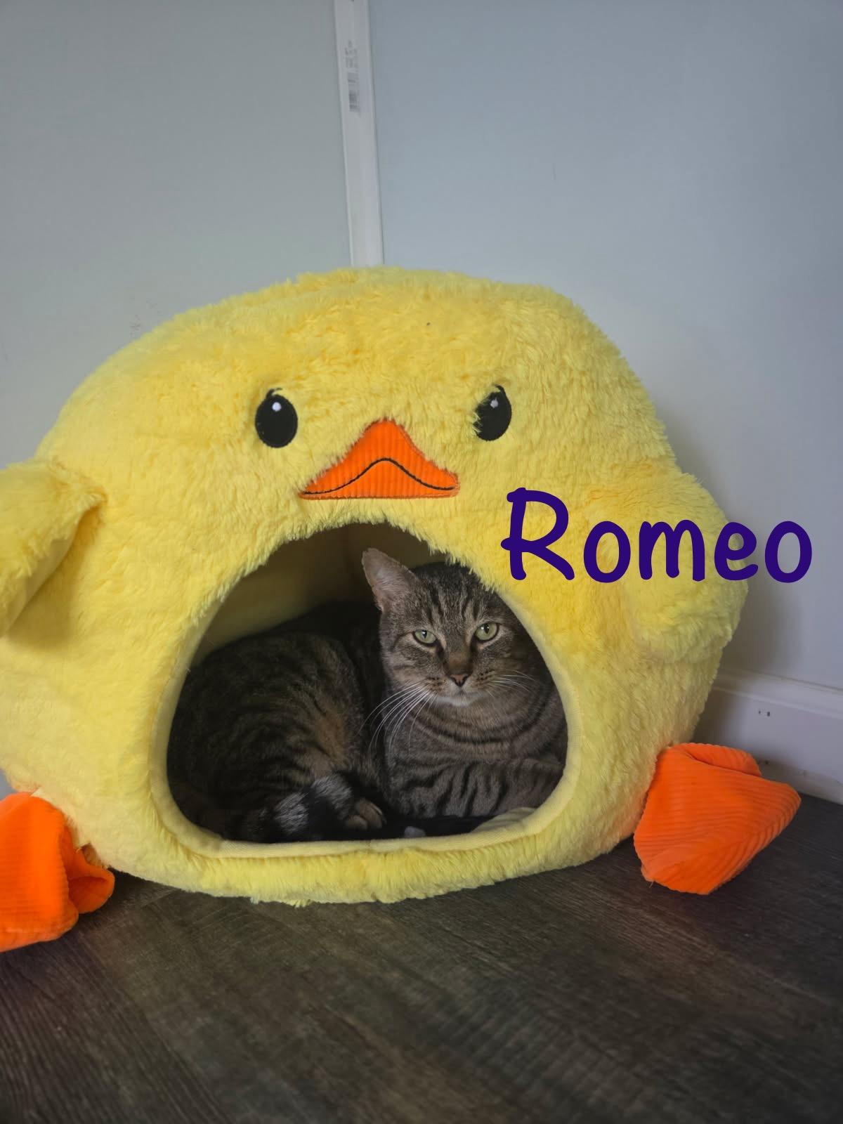 Enlarge Romeo, an adopted Tabby in Crescent City, CA image 4/5