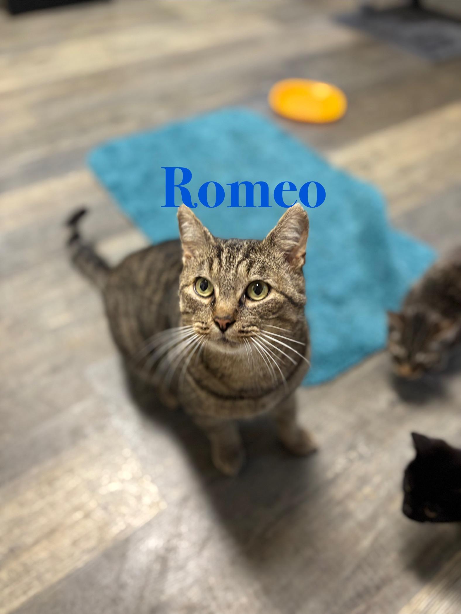 Romeo, a Adoptable Tabby in Crescent City, CA image 2/3