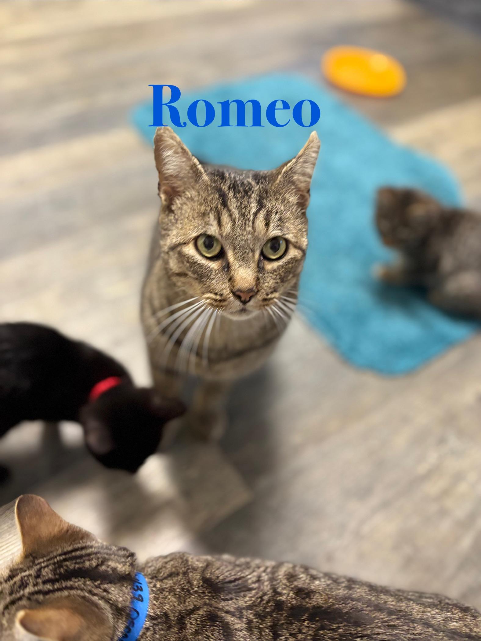 Romeo, a Adoptable Tabby in Crescent City, CA image 3/3