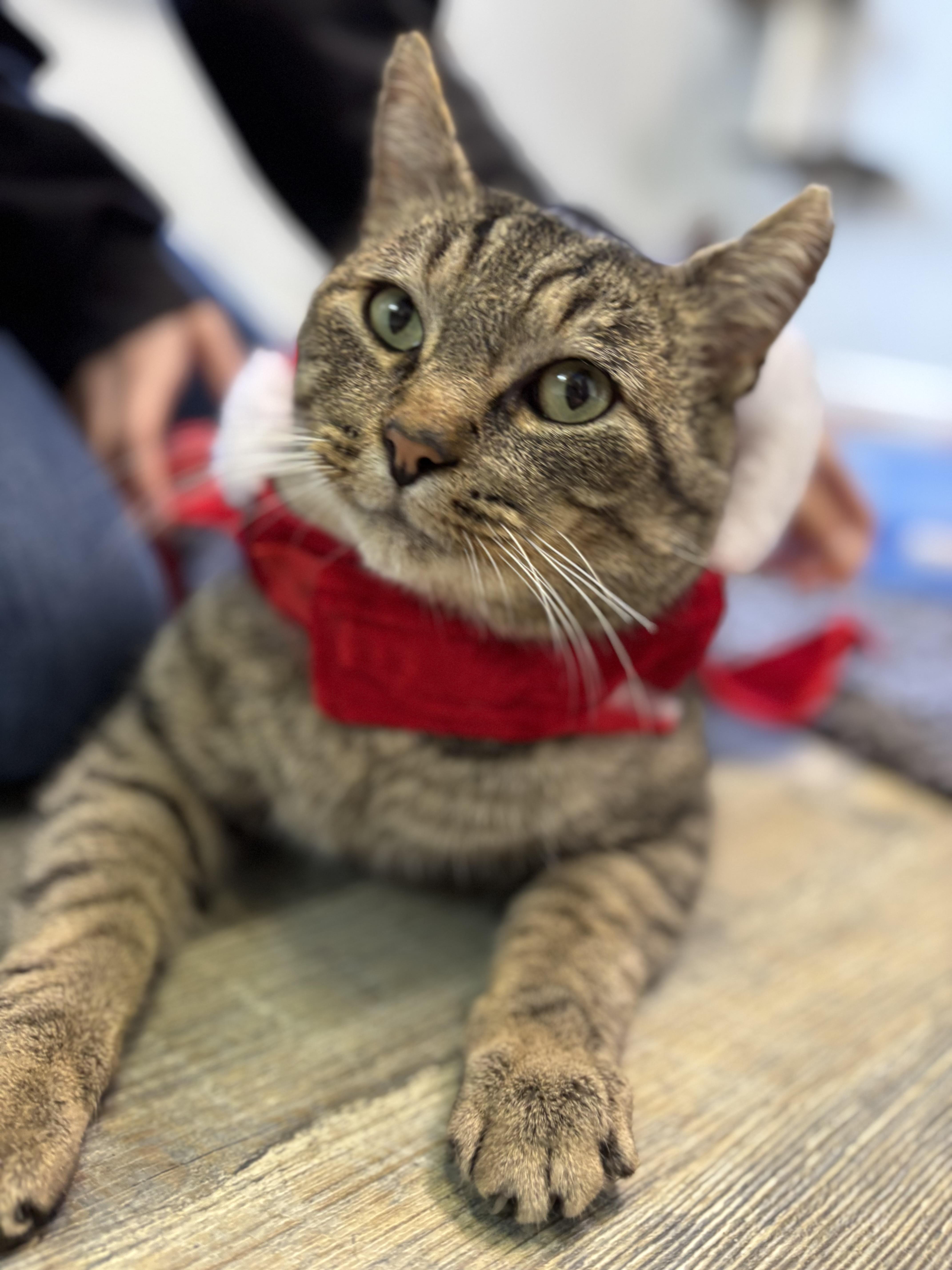 Enlarge Romeo, an adopted Tabby in Crescent City, CA image 5/5