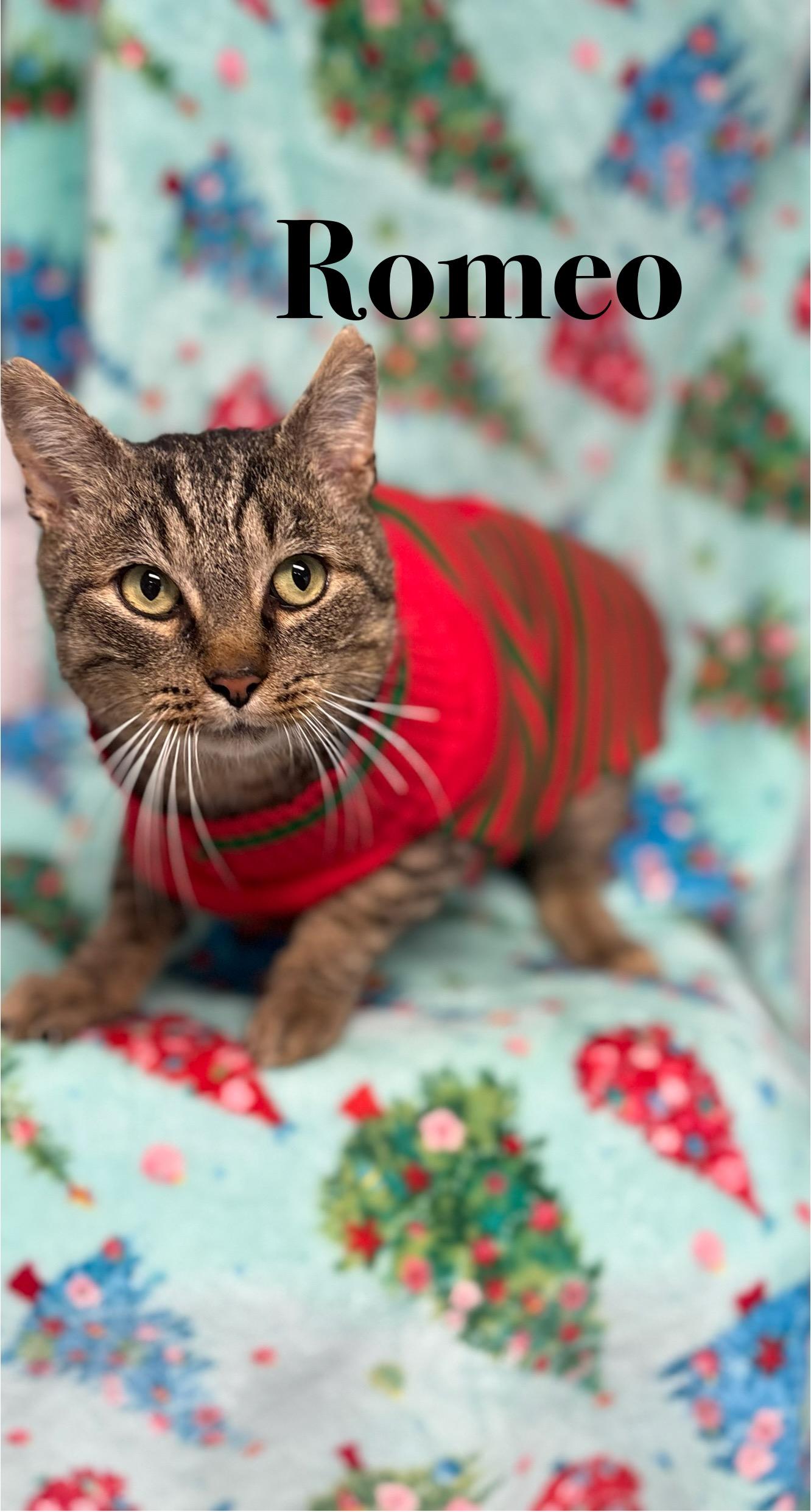Romeo, Adoptable, Adult Male Tabby.