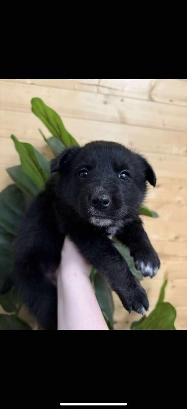 Plum, ADOPTABLE, Puppy Female Mixed Breed.