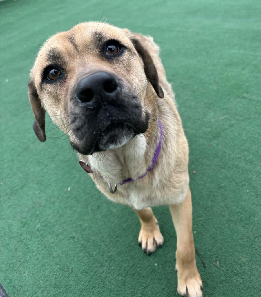 Enlarge Willis, a Adopted mixed breed in Warren, MI image 1/6