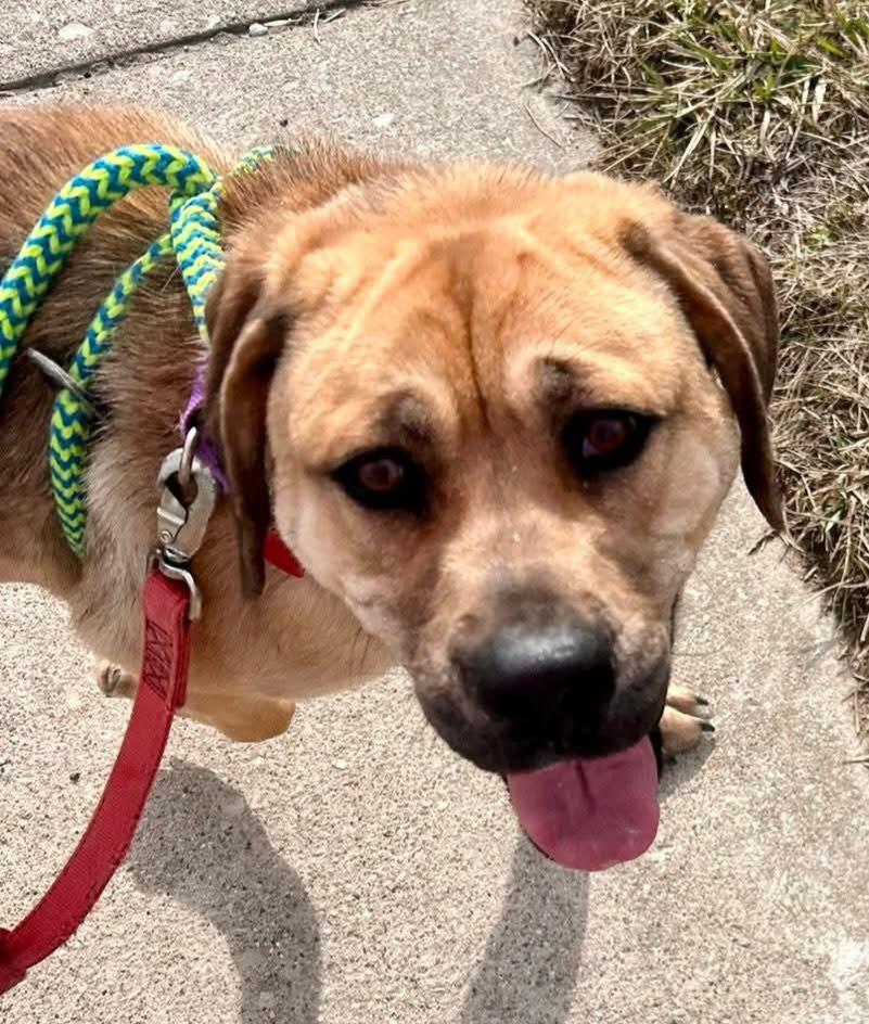 Enlarge Willis, a Adopted mixed breed in Warren, MI image 2/6