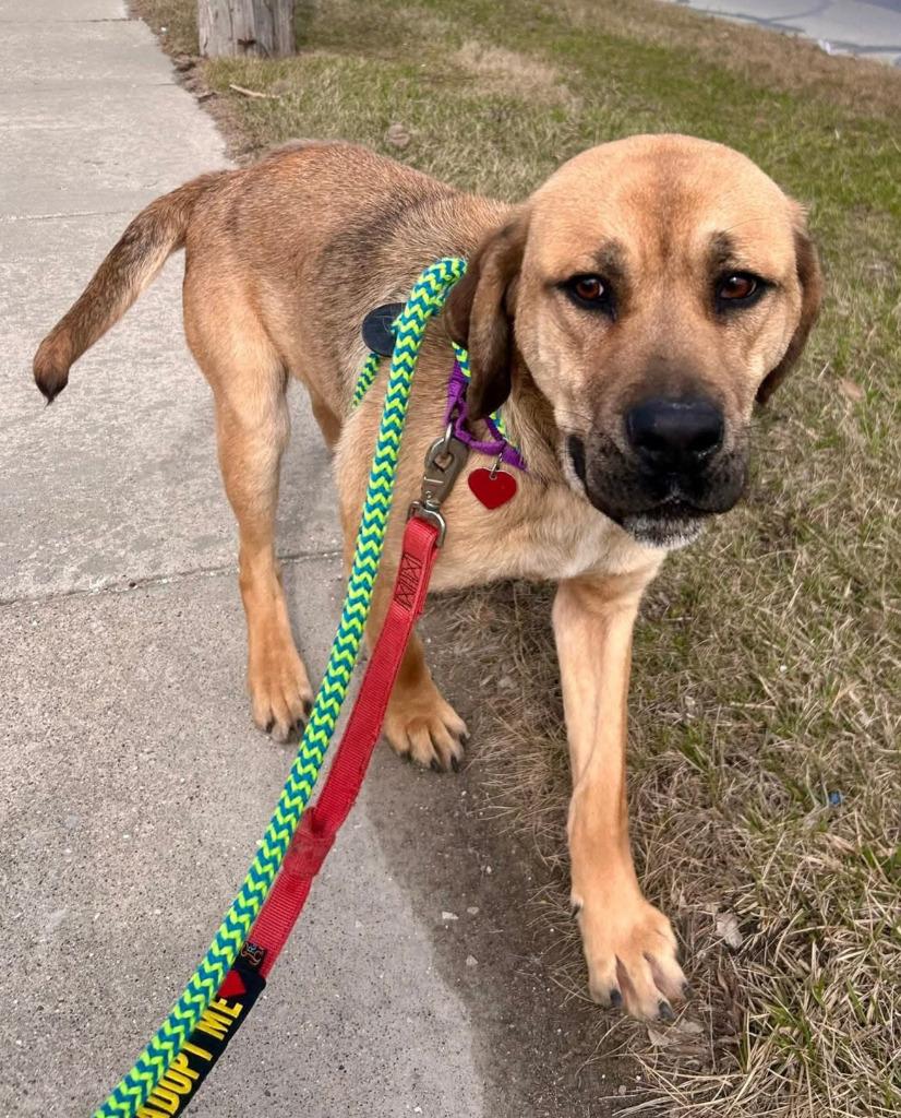 Enlarge Willis, a Adopted mixed breed in Warren, MI image 3/6