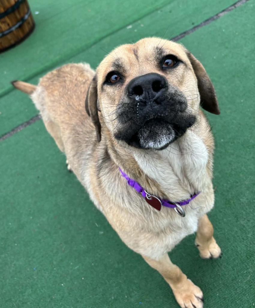 Enlarge Willis, a Adopted mixed breed in Warren, MI image 5/6