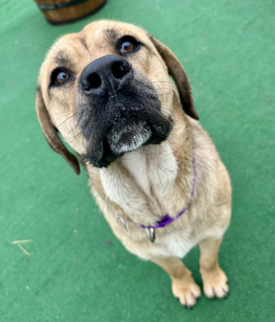 Enlarge Willis, a Adopted mixed breed in Warren, MI image 6/6