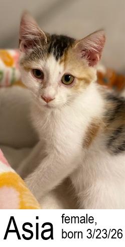 Enlarge Asia, a ADOPTABLE Domestic Short Hair in Ocean Isle Beach, NC image 2/2