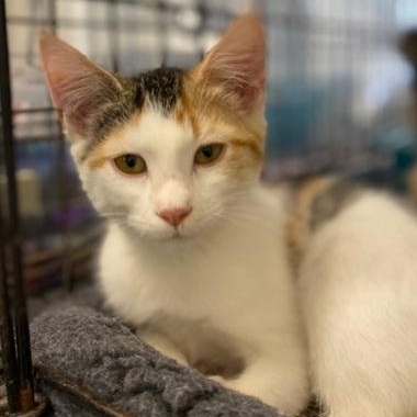Enlarge Asia, a ADOPTABLE Domestic Short Hair in Ocean Isle Beach, NC image 1/2