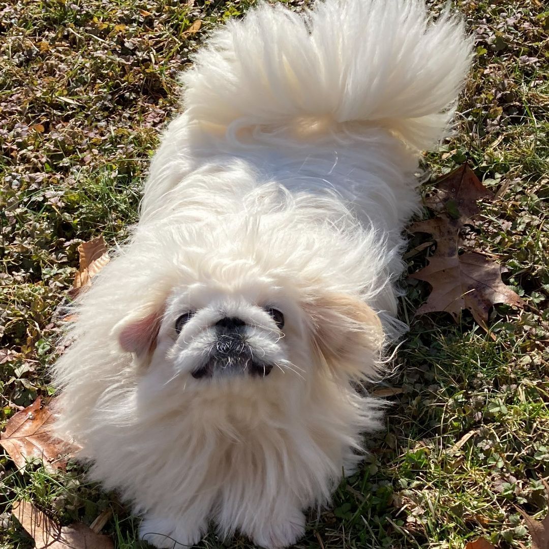 Snow White has been adopted with Leo!, Adoptable, Young Female Pekingese.