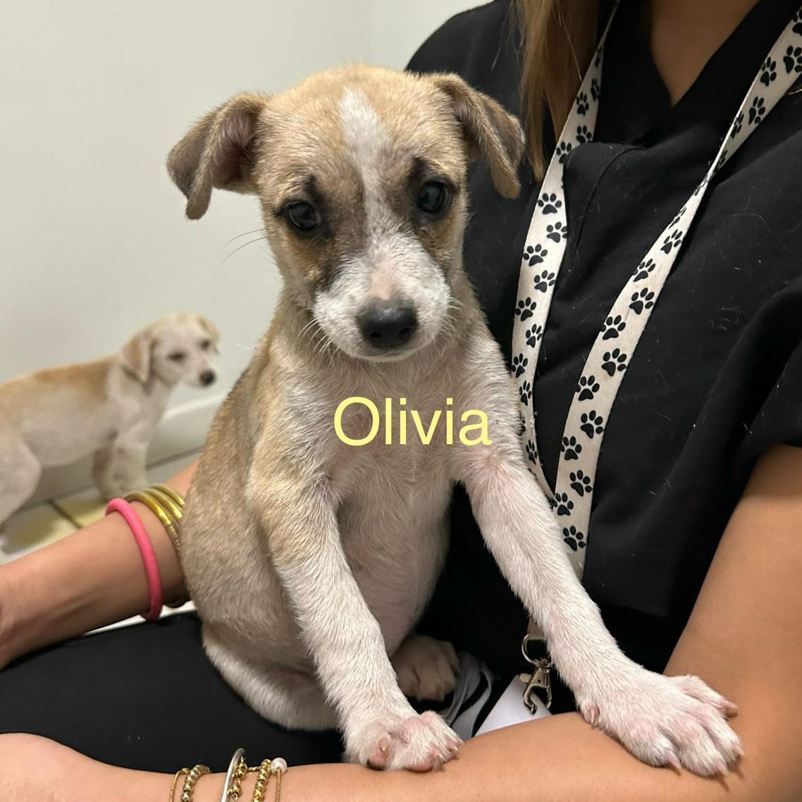 Olivia