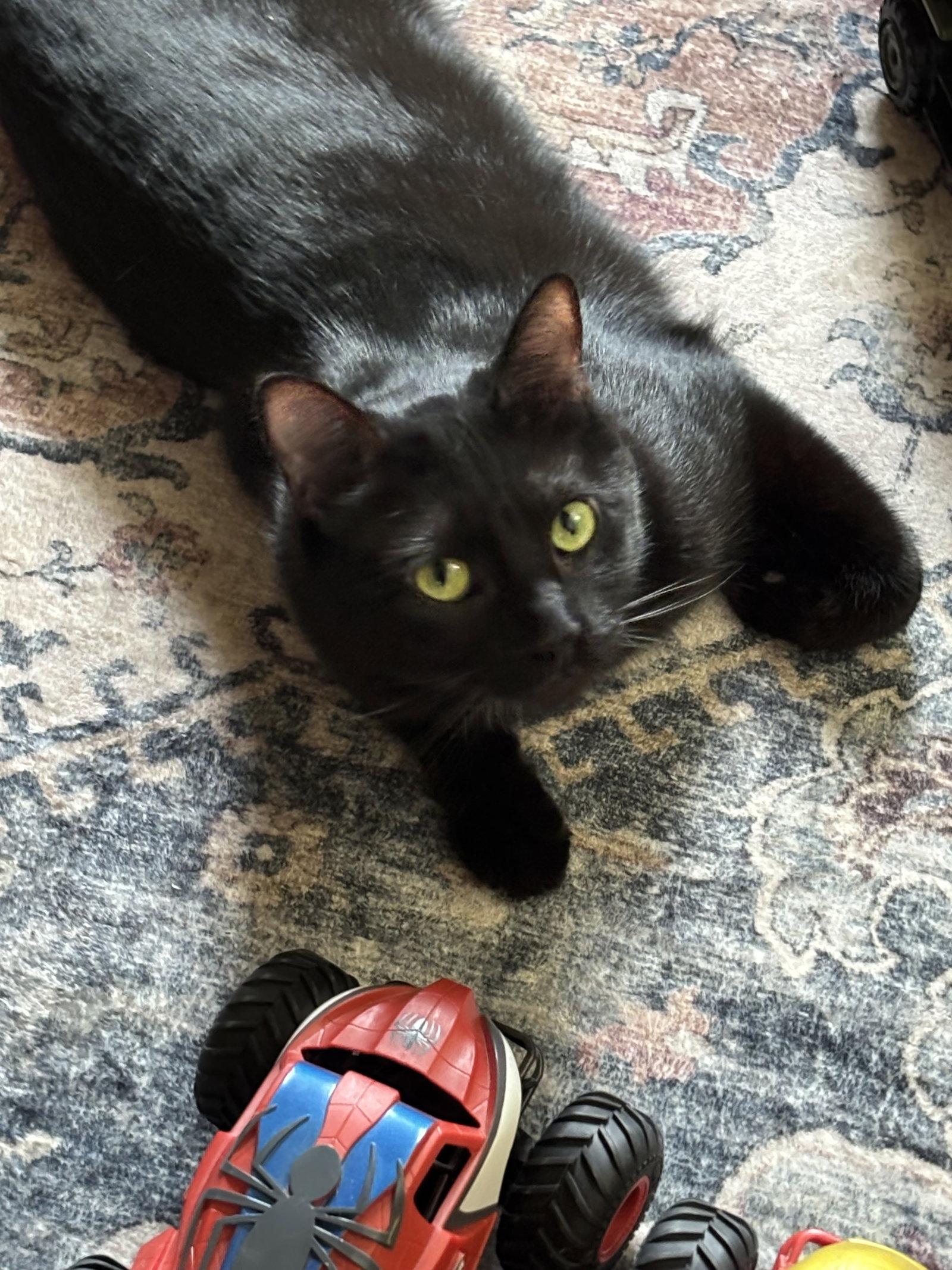 Jasper, Adoptable, Adult Male American Shorthair.
