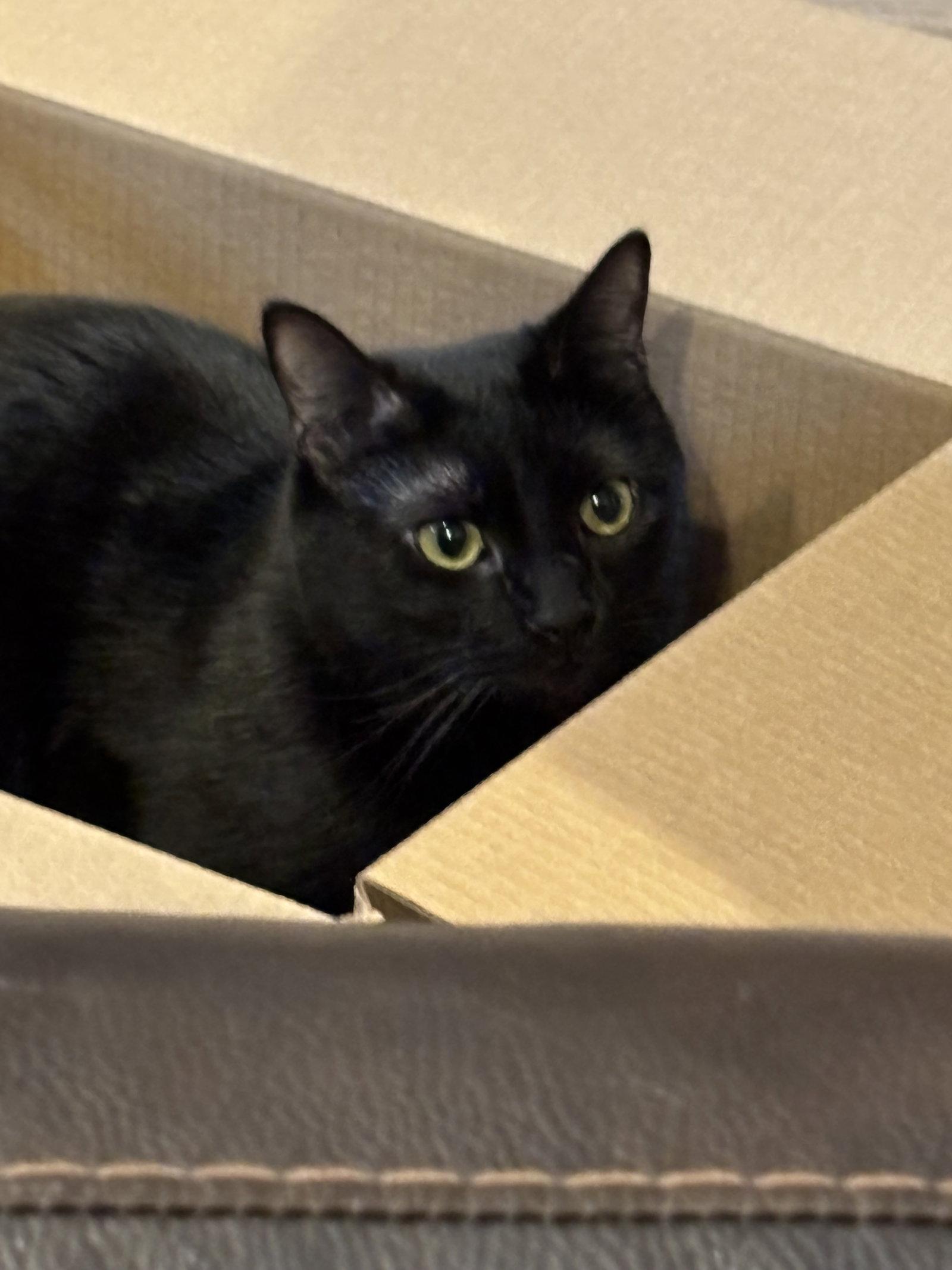 Enlarge Jasper, a Adoptable American Shorthair in Arlington, TX image 3/3