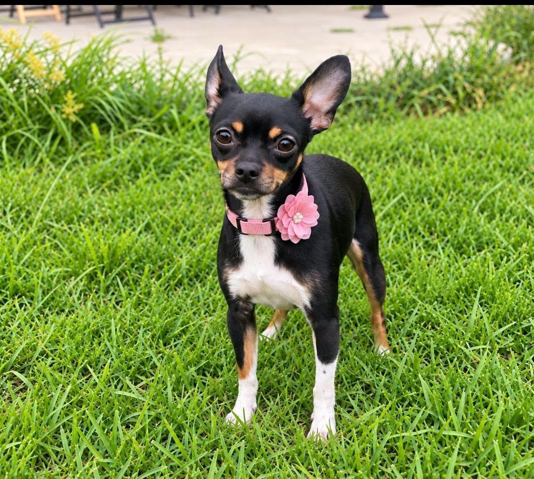 Enlarge Gigi, a Adopted mixed breed in Dunnville, ON image 3/3