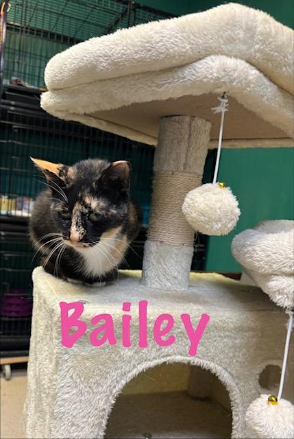 Bailey, Adoptable, Young Female American Shorthair.