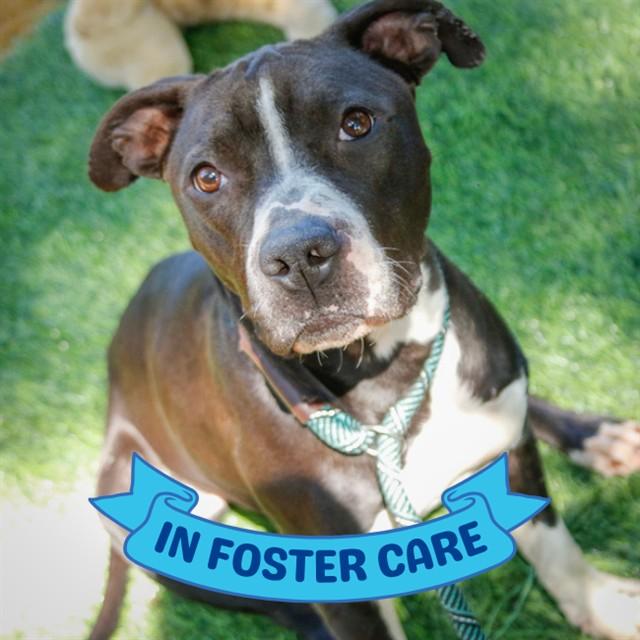 LENORA, Adoptable, Young Female Pit Bull Terrier.