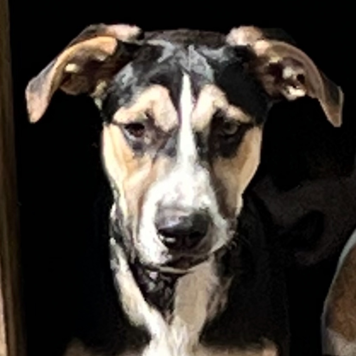 Bowser, Adoptable, Puppy Male Mixed Breed.