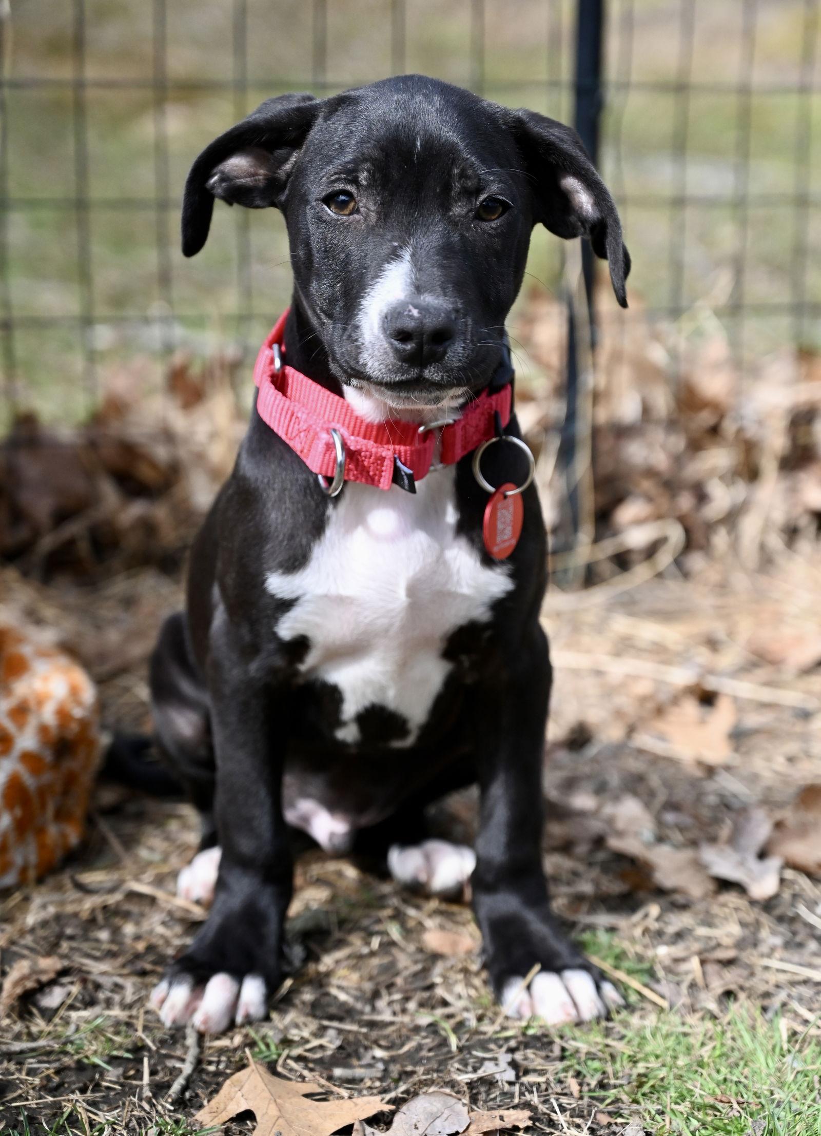 Enlarge Orison Calligrace *LOCAL*, a Adoptable mixed breed in Wakefield, RI image 1/3