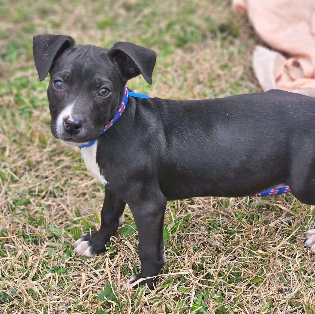 Enlarge Orison Calligrace *LOCAL*, a Adoptable mixed breed in Wakefield, RI image 2/3