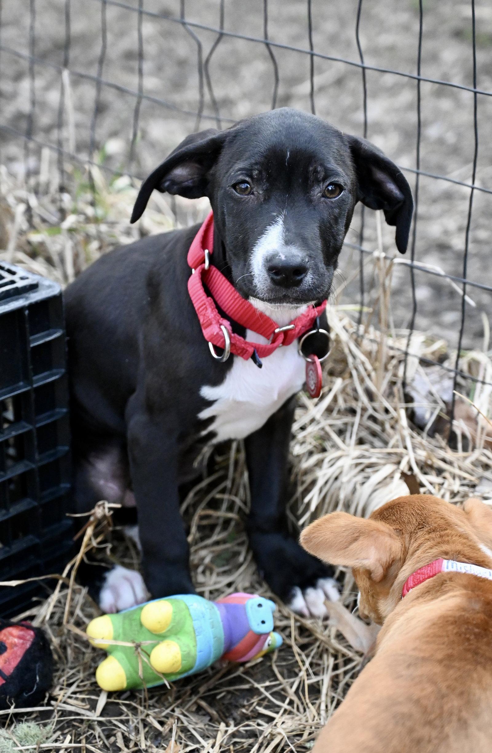 Enlarge Orison Calligrace *LOCAL*, a Adoptable mixed breed in Wakefield, RI image 3/3