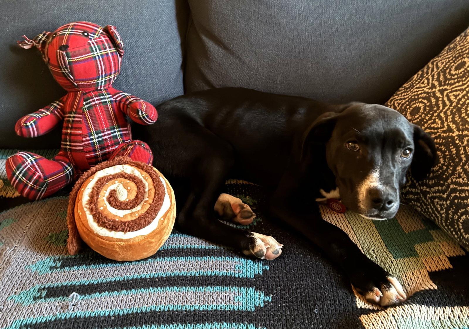 Enlarge Orison Calligrace *LOCAL*, a Adoptable mixed breed in Wakefield, RI image 2/3