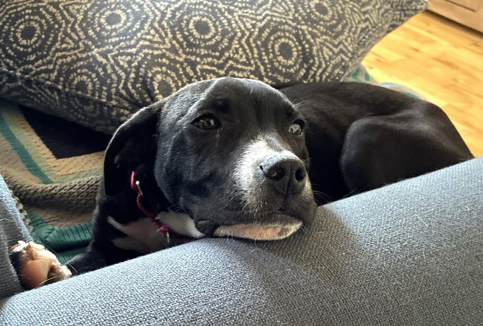 Enlarge Orison Calligrace *LOCAL*, a Adoptable mixed breed in Wakefield, RI image 3/3