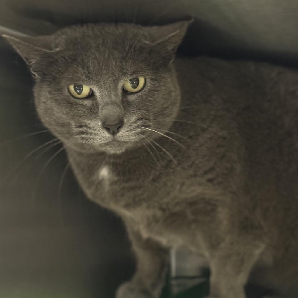 Enlarge Soot, a Adoptable Domestic Short Hair in Windsor, VA image 1/1