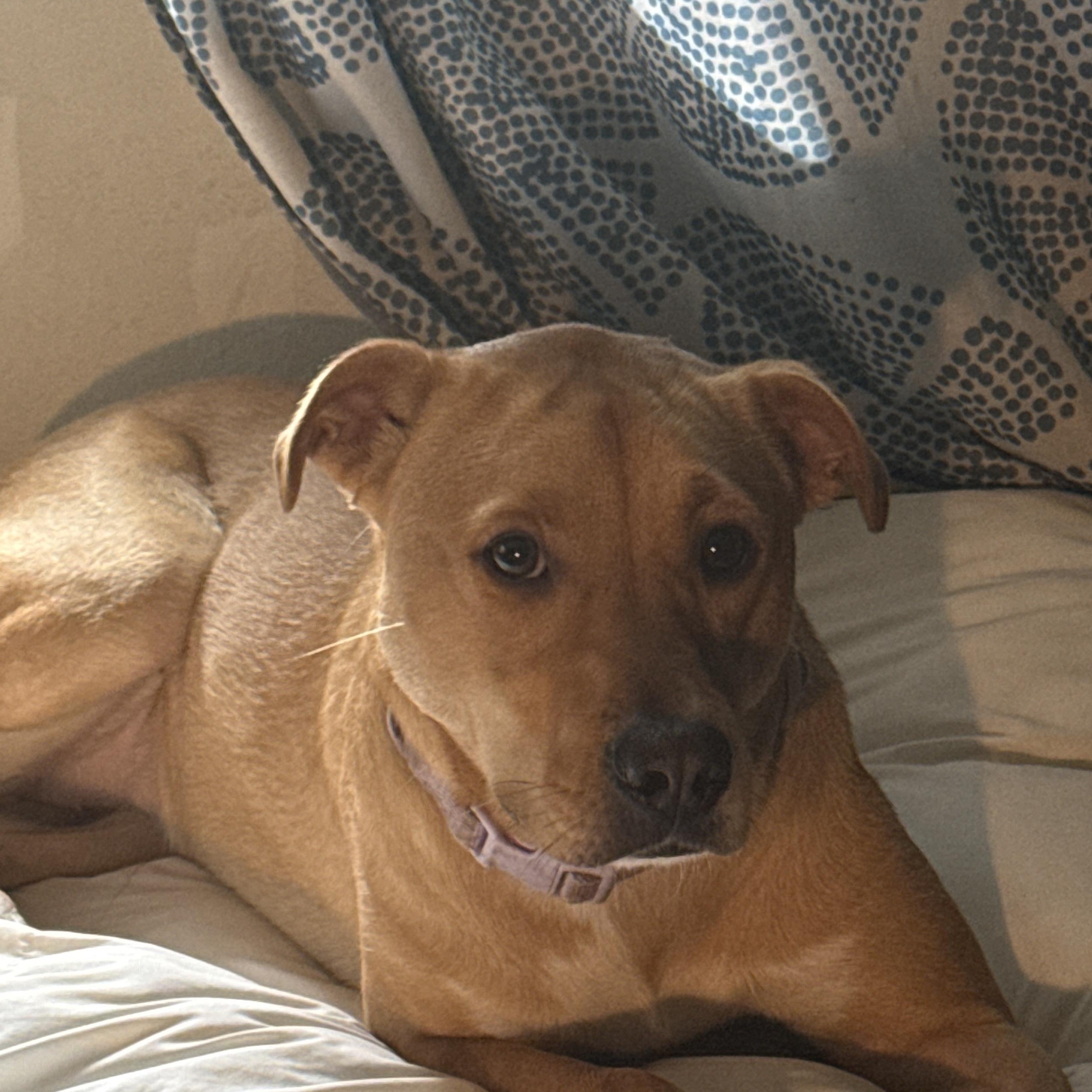 Enlarge Jelly, a Adoptable mixed breed in Tallahassee, FL image 2/5