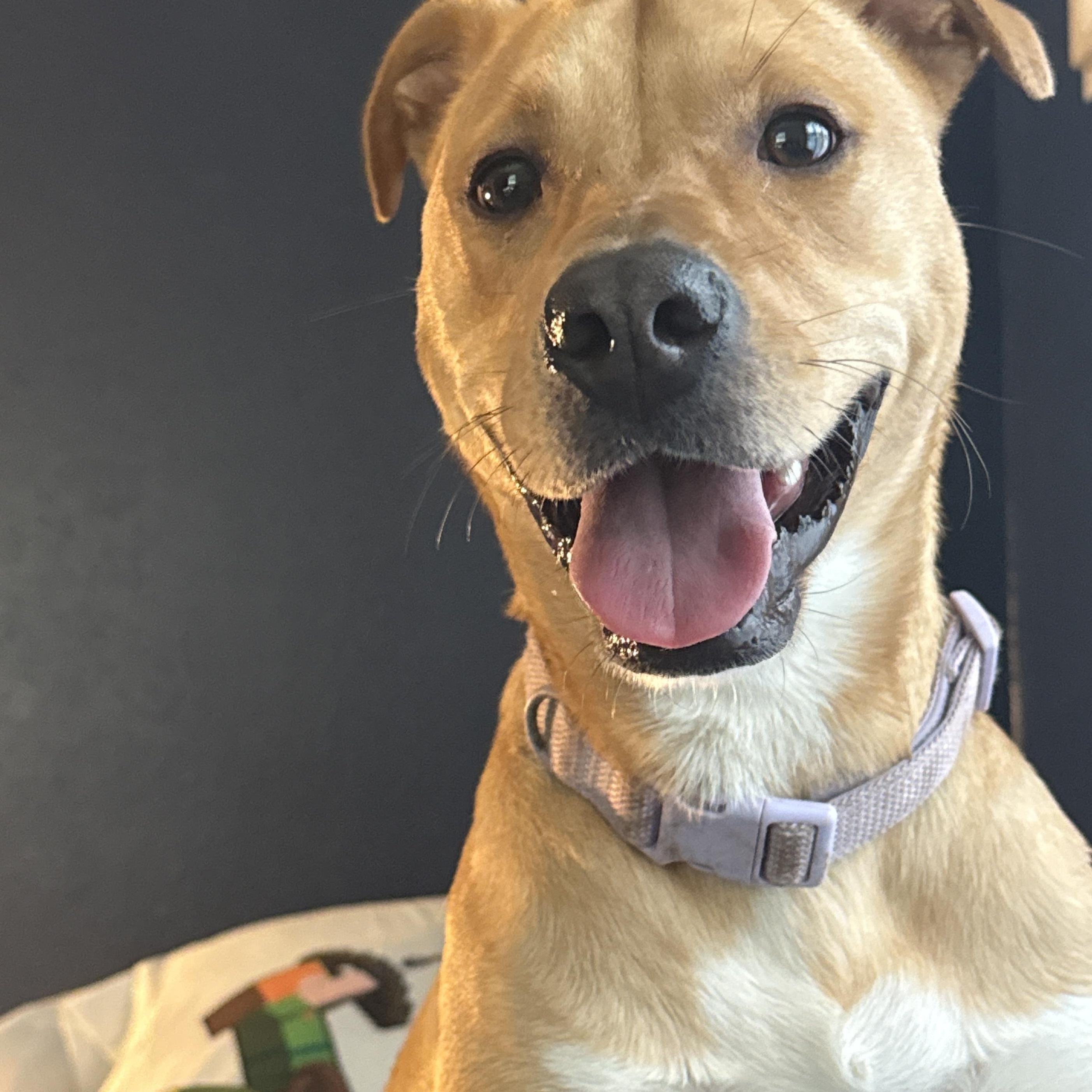 Enlarge Jelly, a Adoptable mixed breed in Tallahassee, FL image 1/5