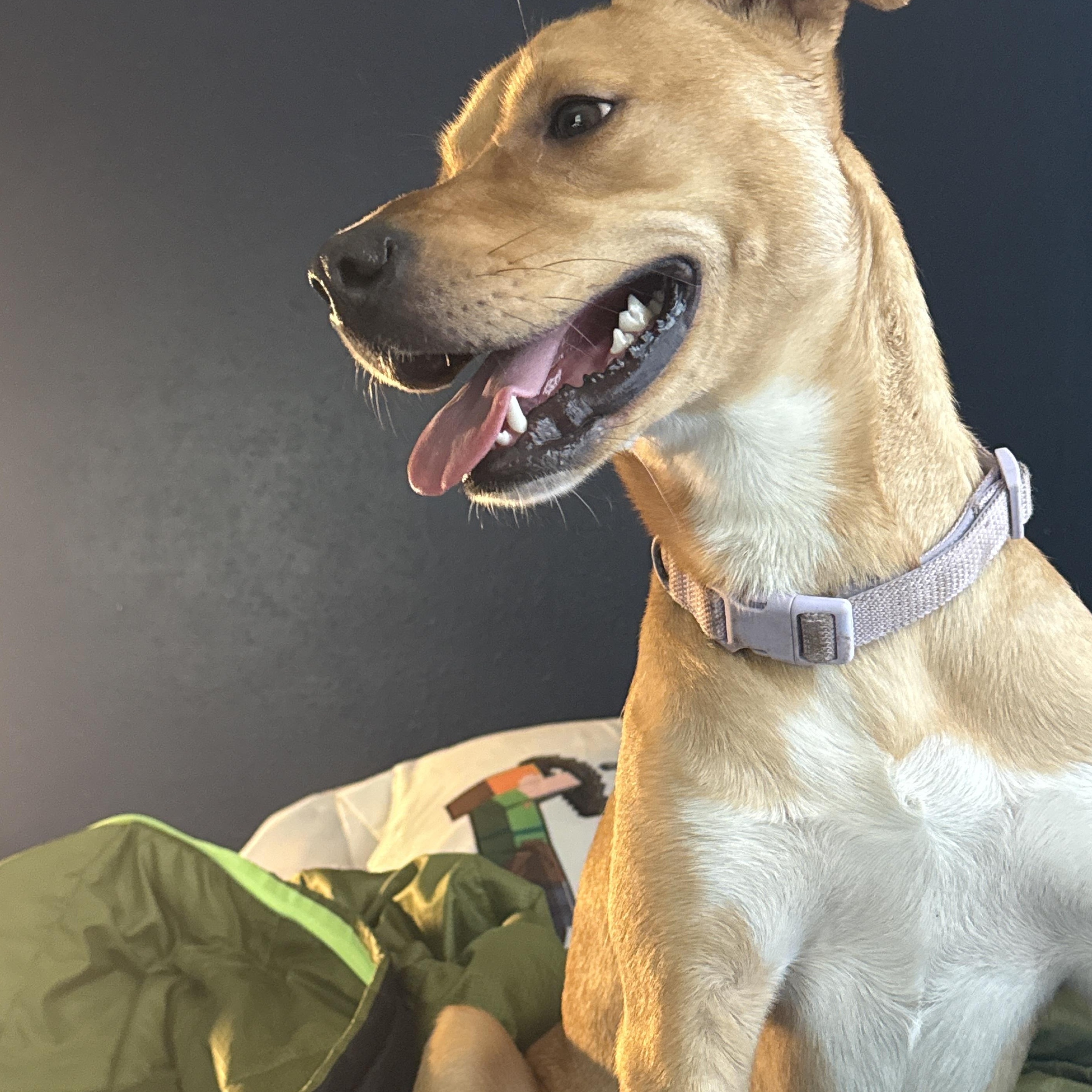 Enlarge Jelly, a Adoptable mixed breed in Tallahassee, FL image 3/5