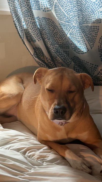 Enlarge Jelly, a Adoptable mixed breed in Tallahassee, FL video 5/5