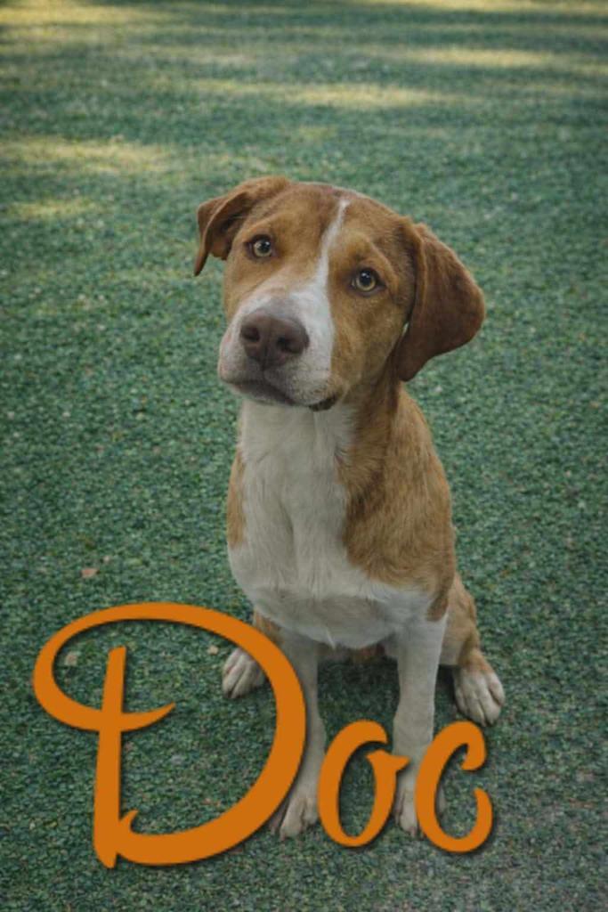 Doc, Adoptable, Young Male Hound & Affenpinscher.
