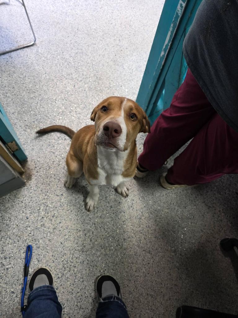 Enlarge Doc, a Adoptable mixed breed in Livingston, LA image 2/2