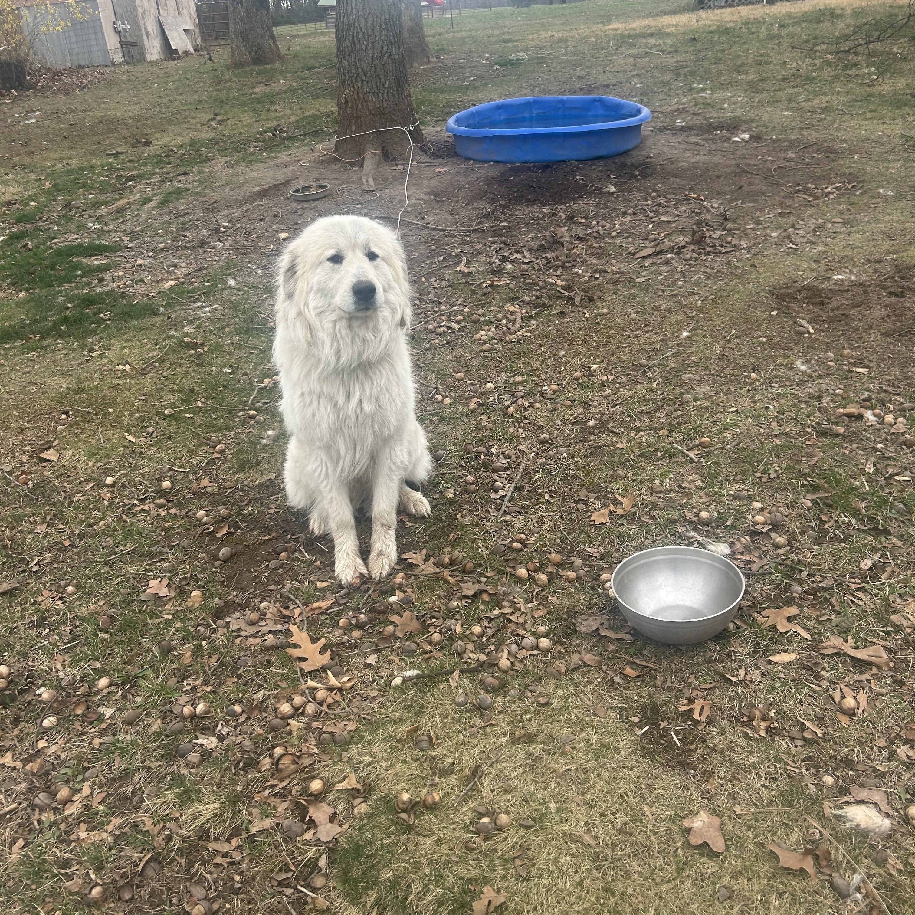 Everest, Adopted, Adult Male Great Pyrenees.