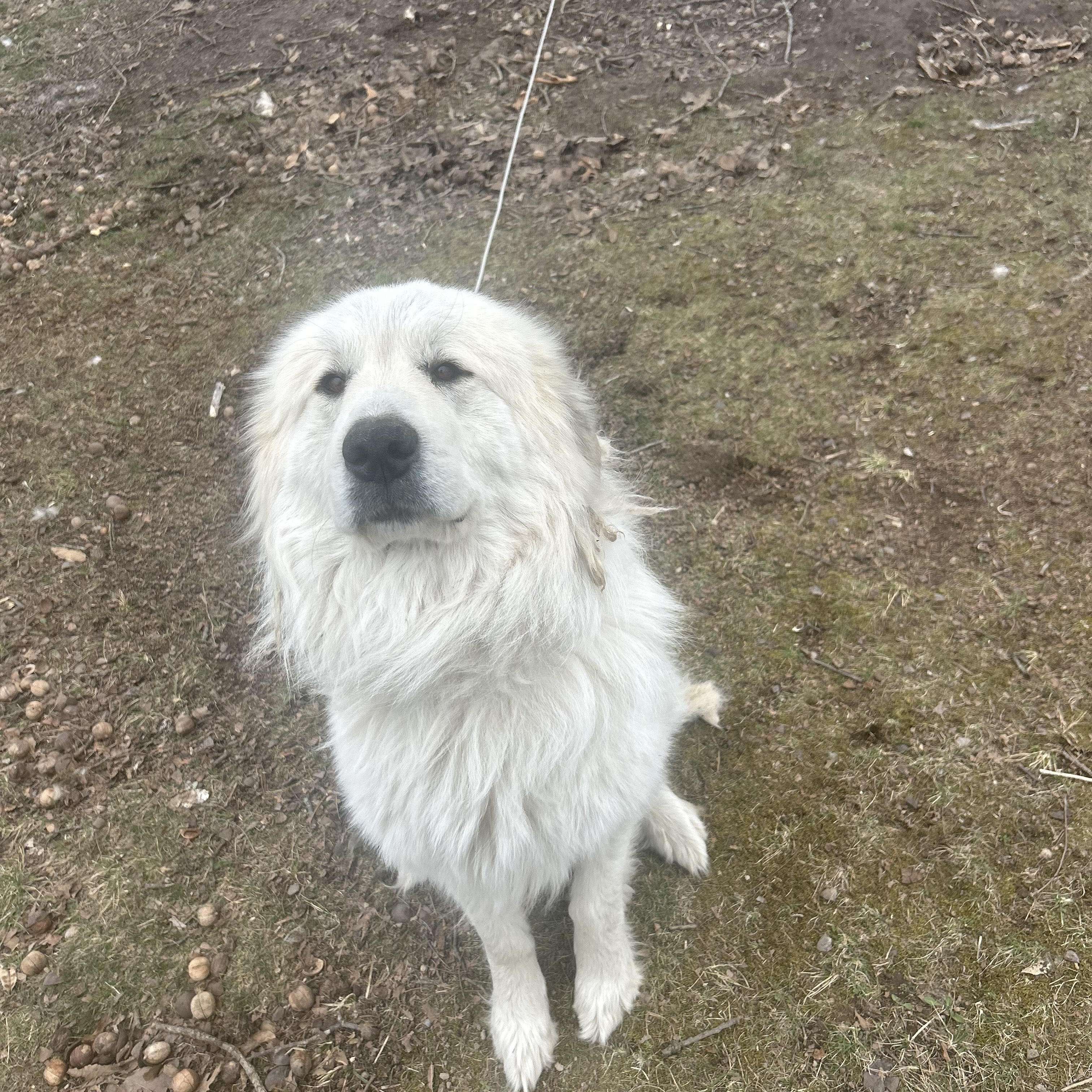 Enlarge Everest, a Adopted Great Pyrenees in Nixa, MO image 2/2