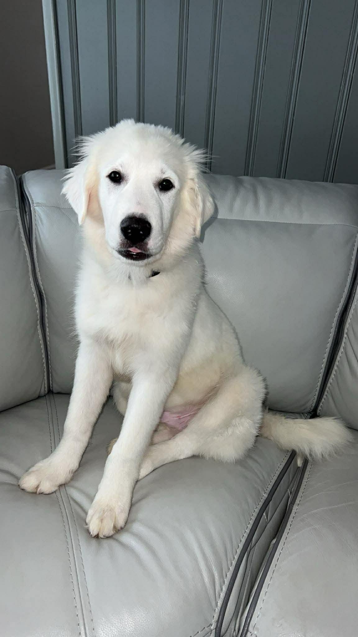 Harris, Adoptable, Puppy Male German Shepherd Dog & Great Pyrenees.