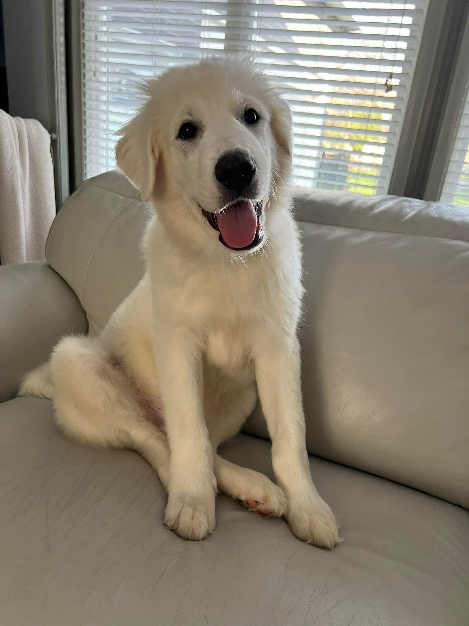 Harris, a Adoptable mixed breed in New Baltimore, MI image 2/4