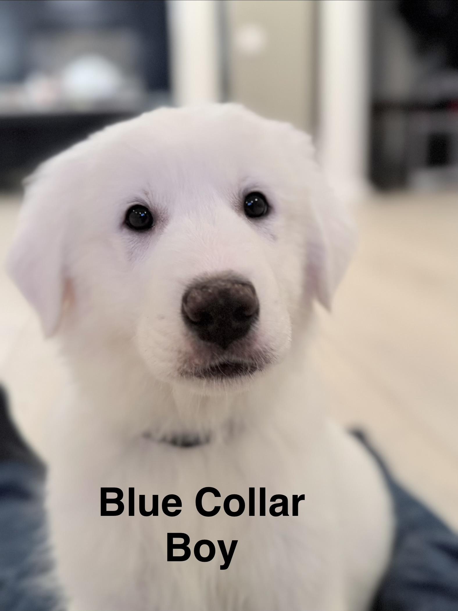 Harris, a Adoptable mixed breed in New Baltimore, MI image 3/4
