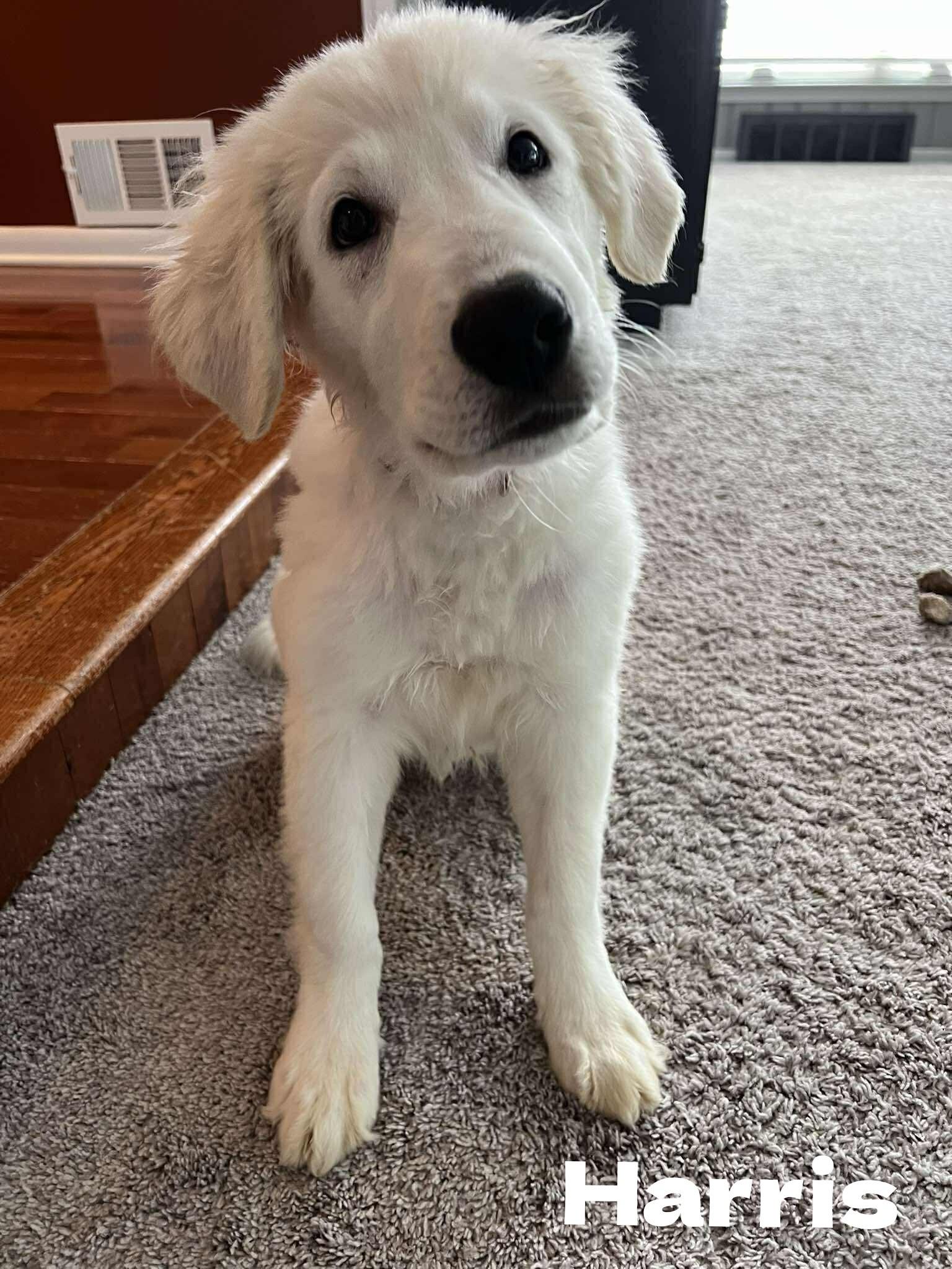 Harris, a Adoptable mixed breed in New Baltimore, MI image 4/4