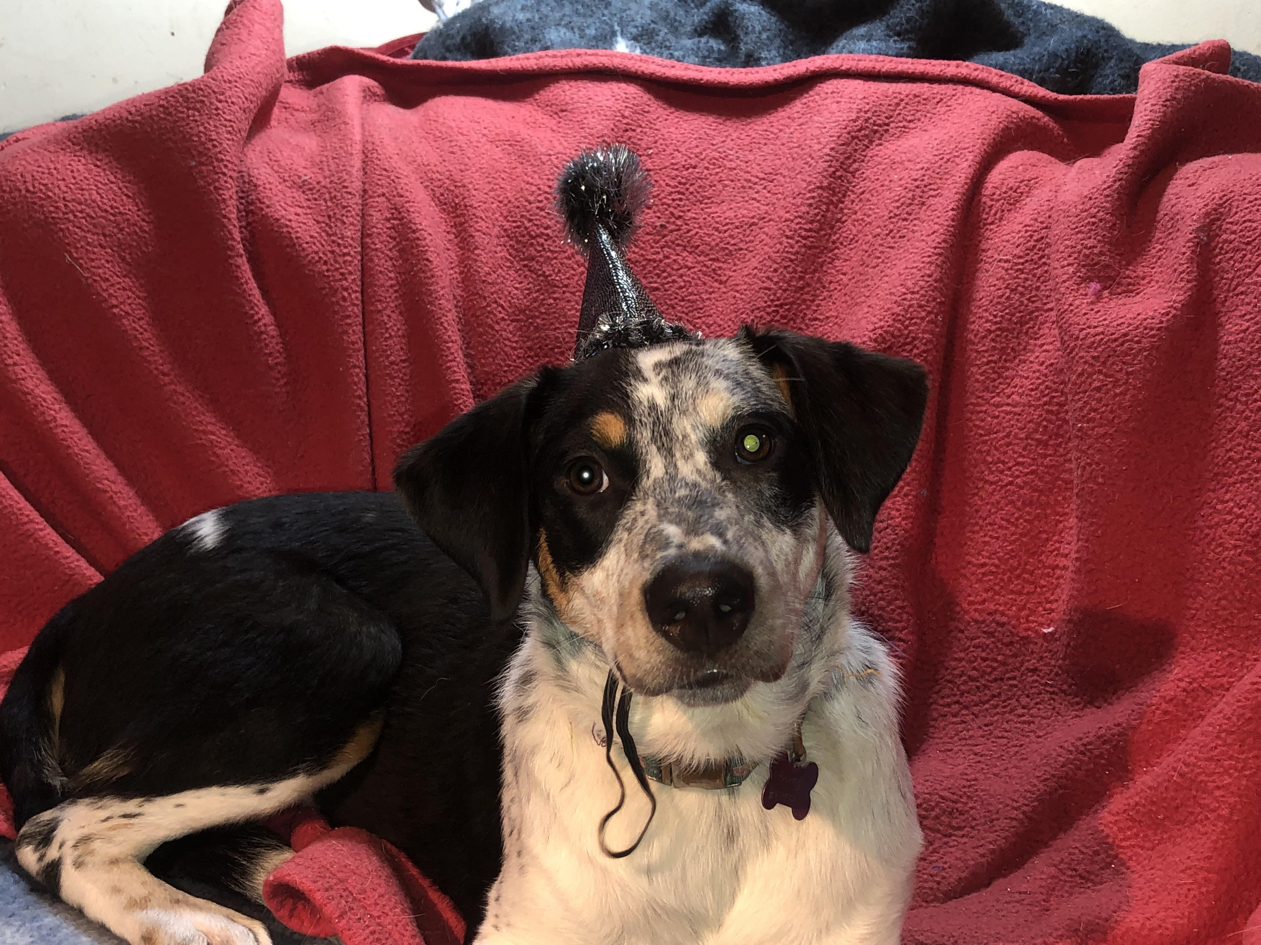 Enlarge Biscotti, a Adoptable mixed breed in Oregon, IL image 3/4