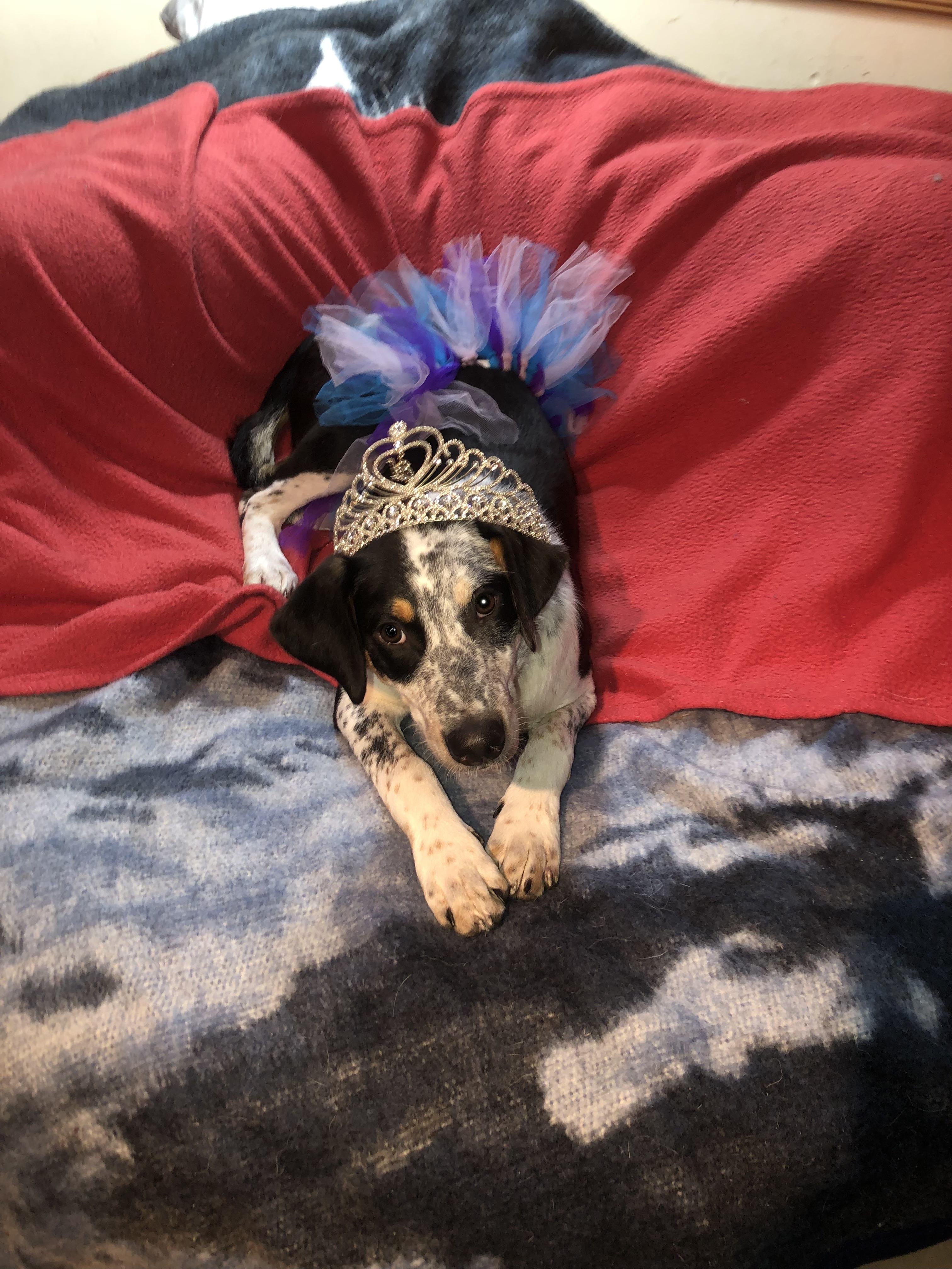 Biscotti, Adoptable, Young Female Border Collie & Australian Cattle Dog / Blue Heeler.