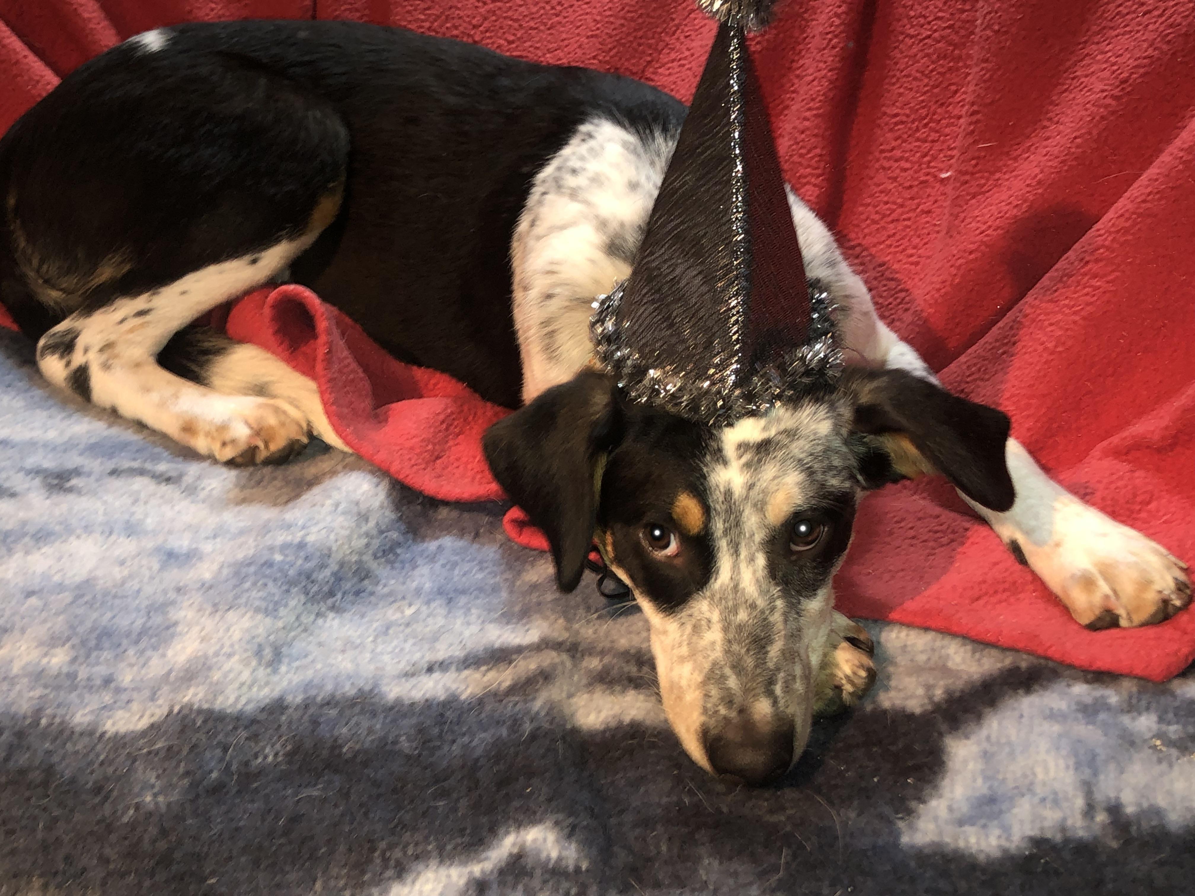 Enlarge Biscotti, a Adoptable mixed breed in Oregon, IL image 2/4
