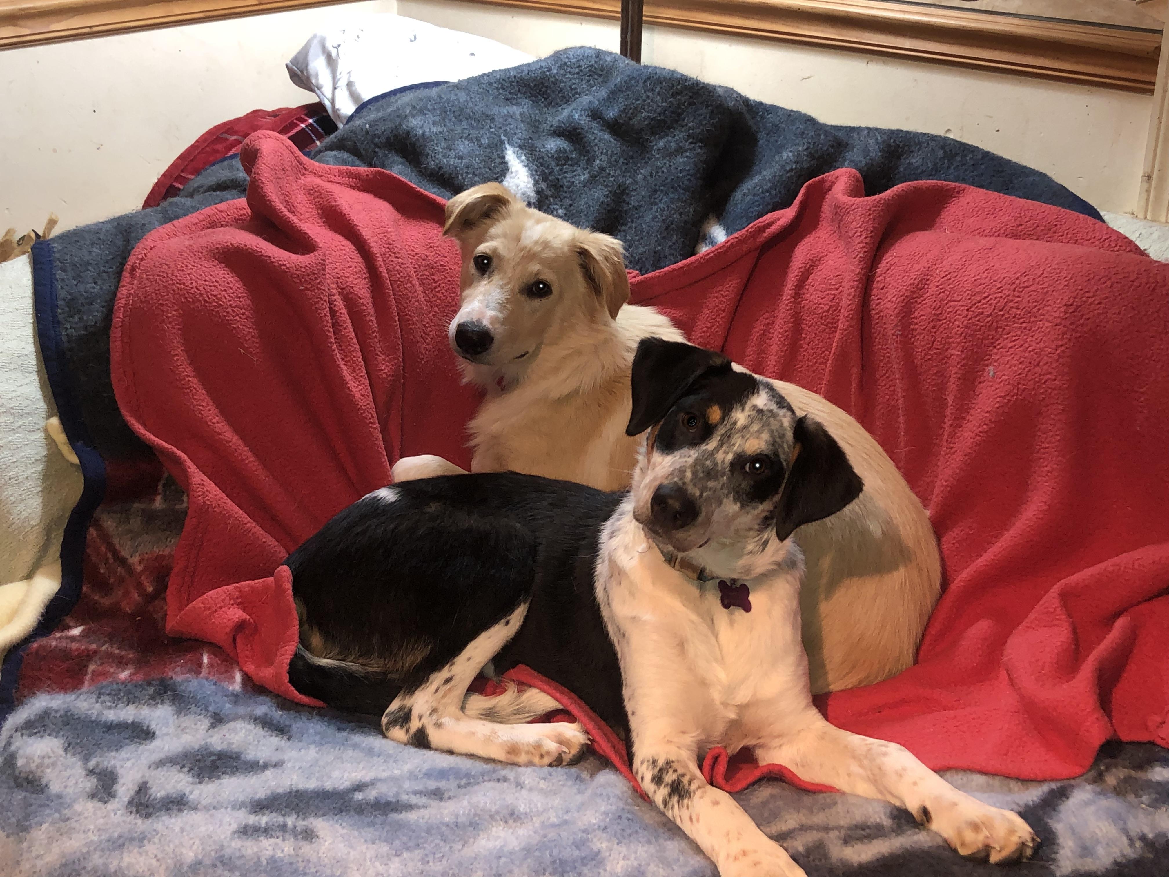 Enlarge Biscotti, a Adoptable mixed breed in Oregon, IL image 4/4