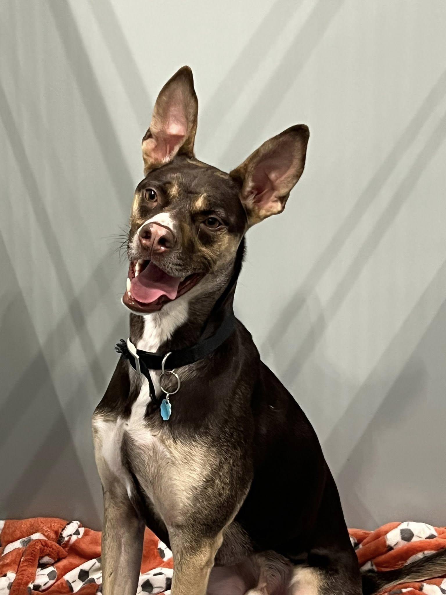 Buck, a ADOPTABLE Mixed Breed in Davenport, IA image 3/3