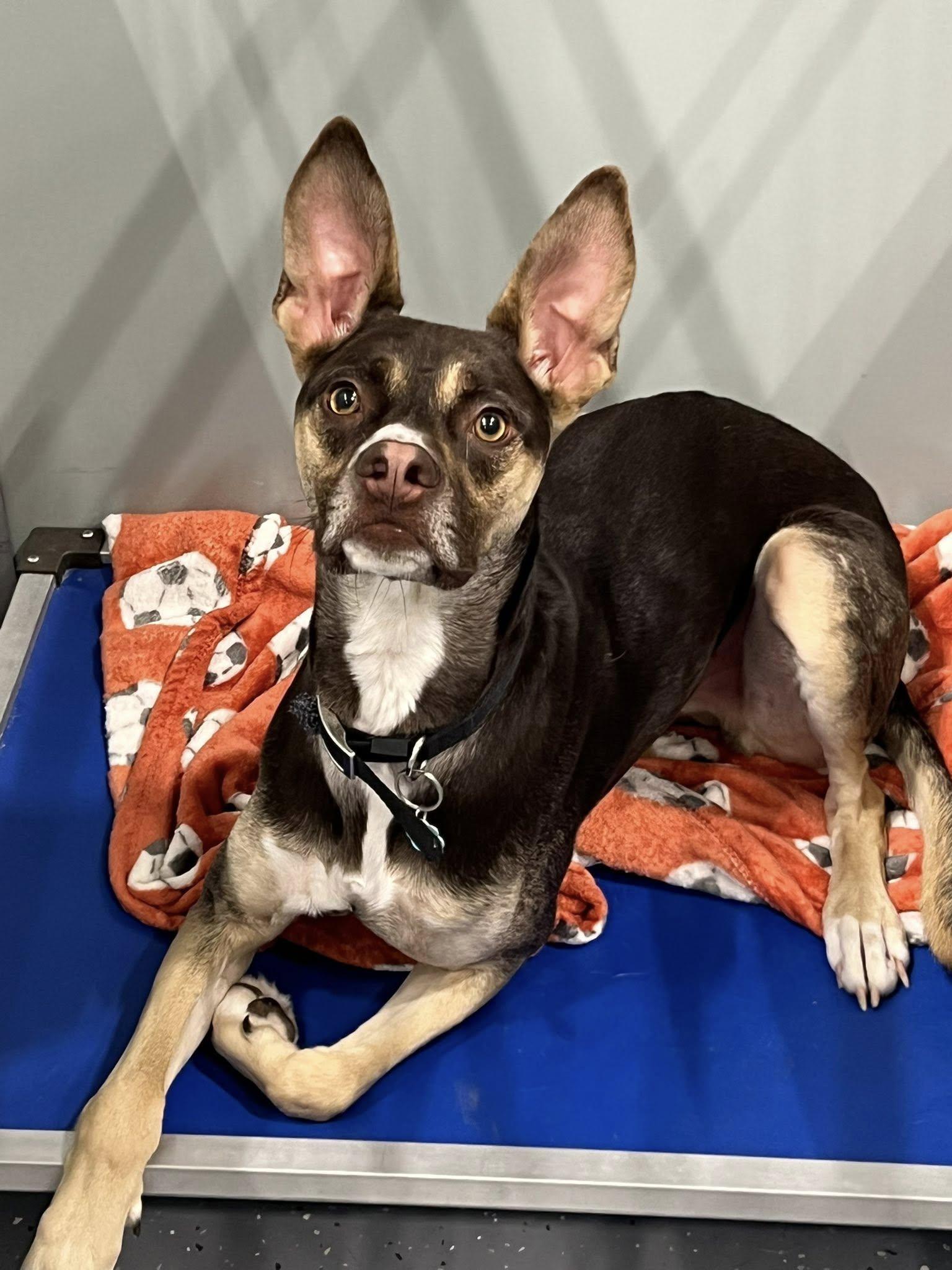 Buck, a ADOPTABLE Mixed Breed in Davenport, IA image 2/3