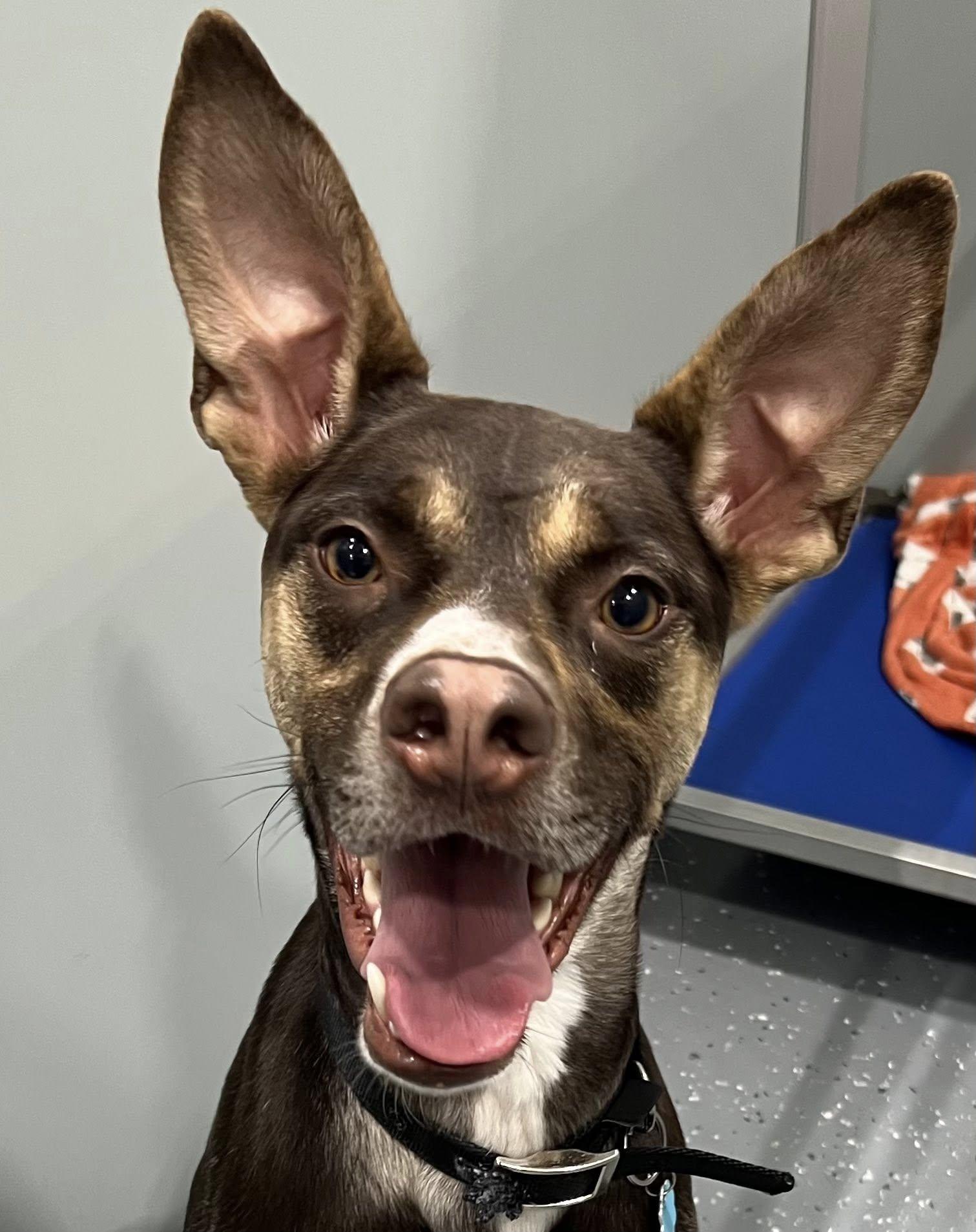 Buck, a ADOPTABLE Mixed Breed in Davenport, IA image 1/3