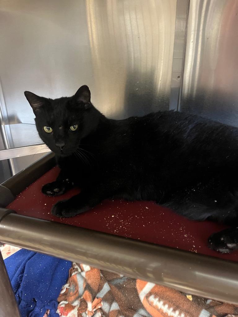 Chocolate Pie, Adopted, Adult Male Domestic Short Hair.