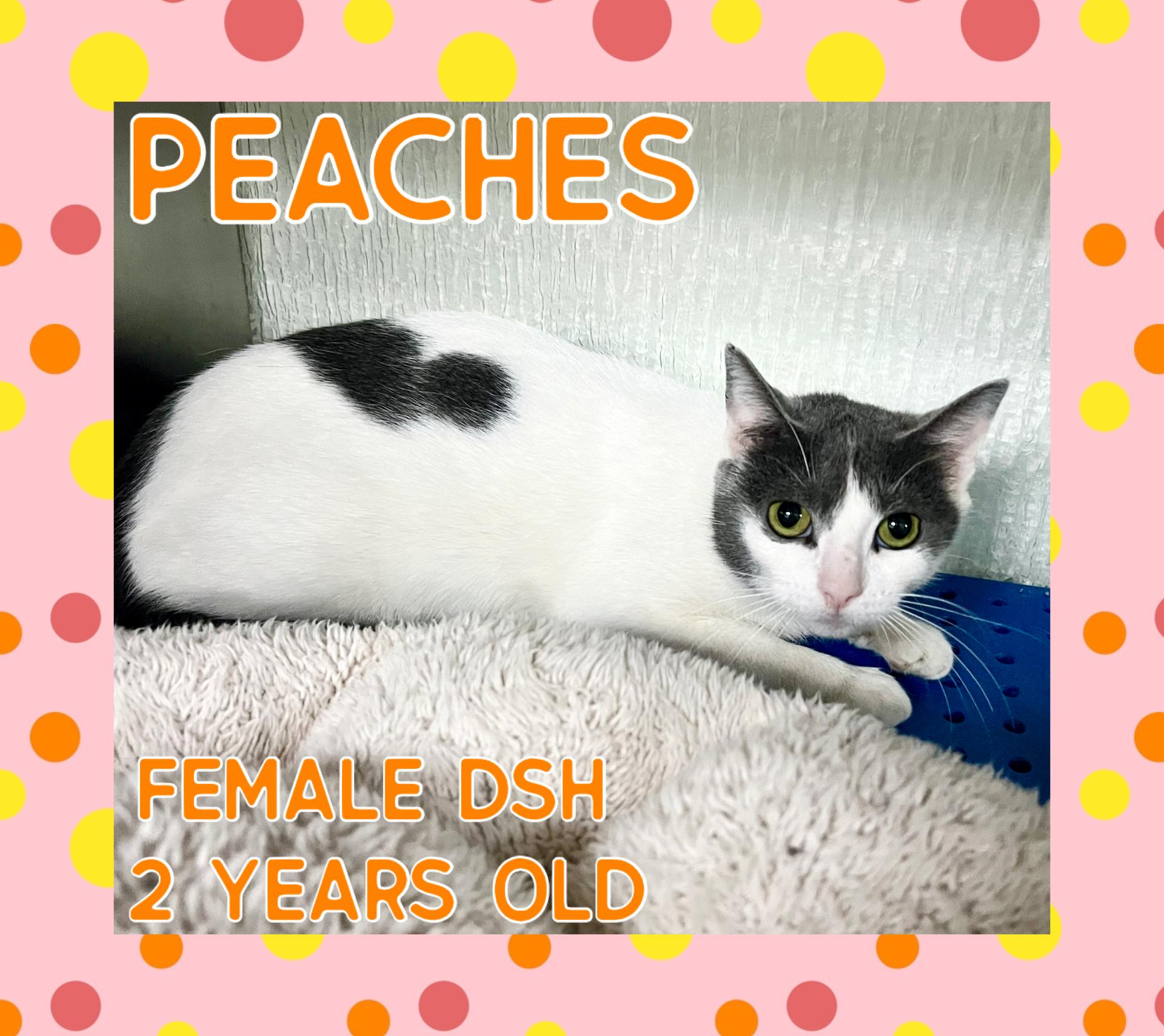 Peaches, adopted, Adult Female Domestic Short Hair.